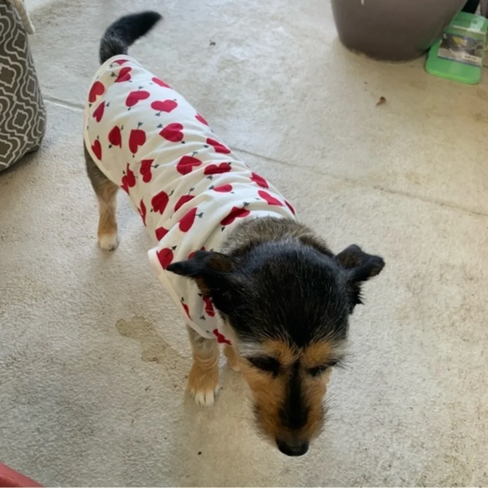Valentines Day Outfit for your Romeo ot Juliet puppy dog. ‎ Size Small -medium.